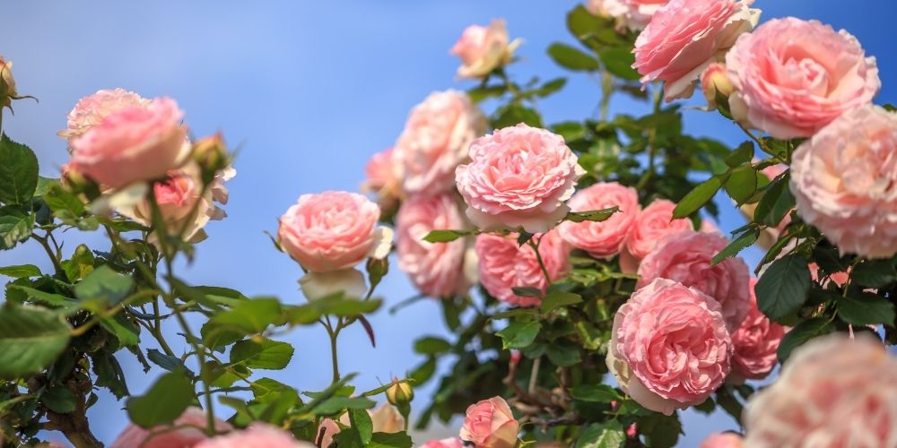 Pola Pflanz Geschaft -Pola Pflanz Geschaft blog rose rosier c5d7e45a00d706d719364639bdebffcd